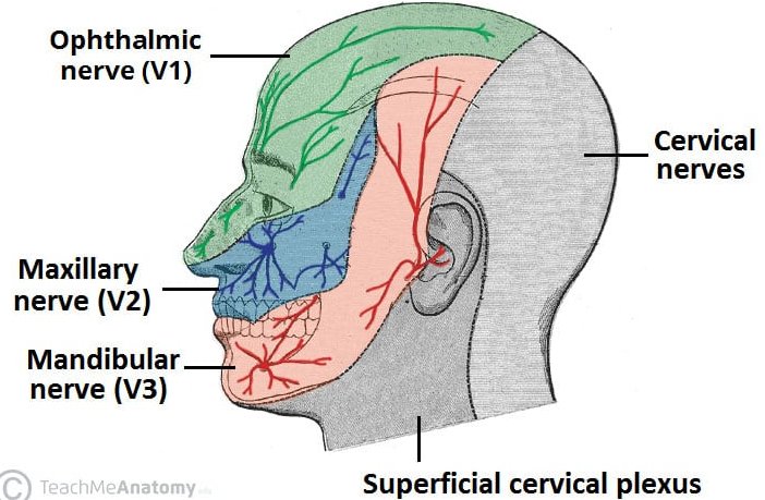 출처 : TeachMeAnatomy